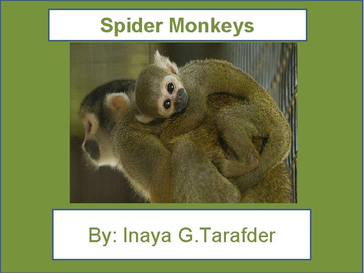 Spider Monkeys By: Inaya G. Tarafder 