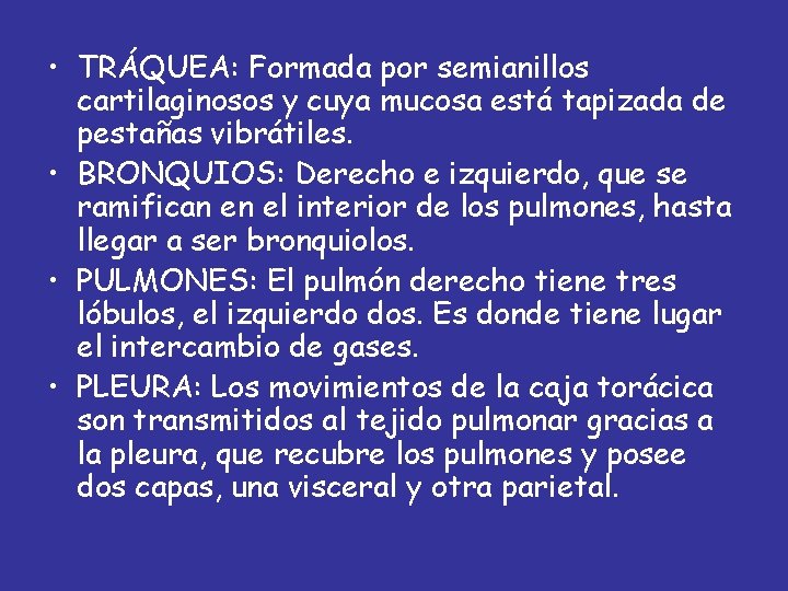  • TRÁQUEA: Formada por semianillos cartilaginosos y cuya mucosa está tapizada de pestañas