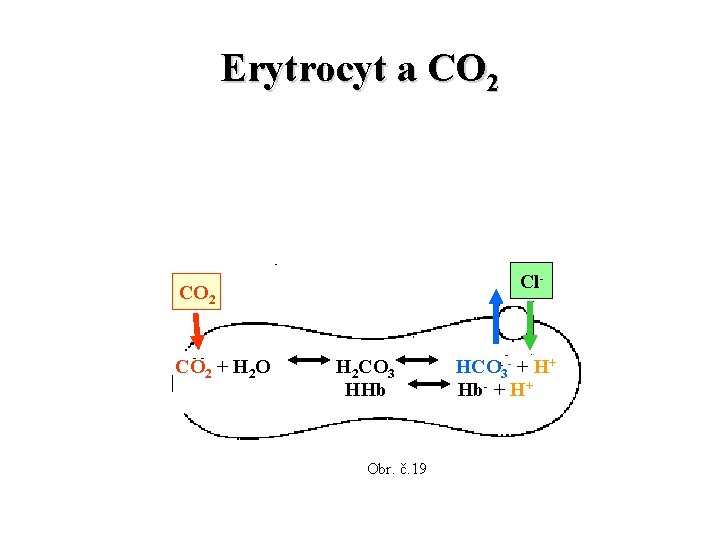 Erytrocyt a CO 2 Cl- CO 2 + H 2 O H 2 CO