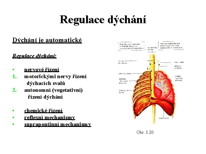 Regulace dýchání Dýchání je automatické Regulace dýchání: • 1. 2. • • • nervové