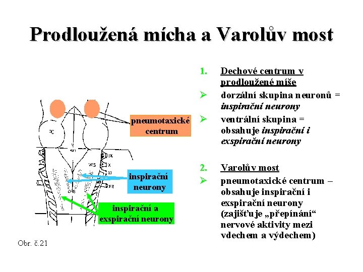 Prodloužená mícha a Varolův most 1. Ø pneumotaxické centrum inspirační neurony inspirační a exspirační