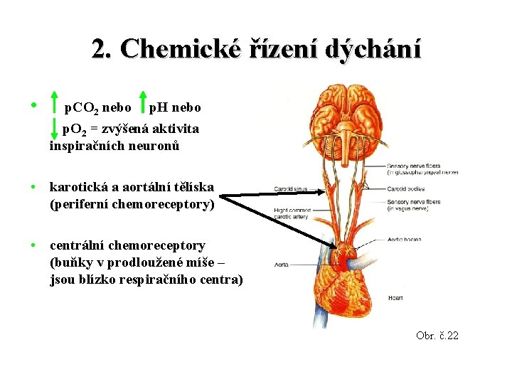 2. Chemické řízení dýchání • p. CO 2 nebo p. H nebo p. O