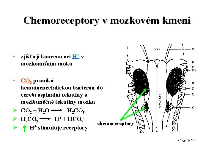 Chemoreceptory v mozkovém kmeni • zjišťují koncentraci H+ v mozkomíšním moku • CO 2