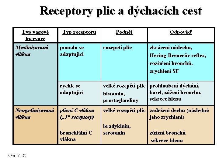 Receptory plic a dýchacích cest Typ vagové inervace Myelinizovaná vlákna Nemyelinizovaná vlákna Typ receptoru