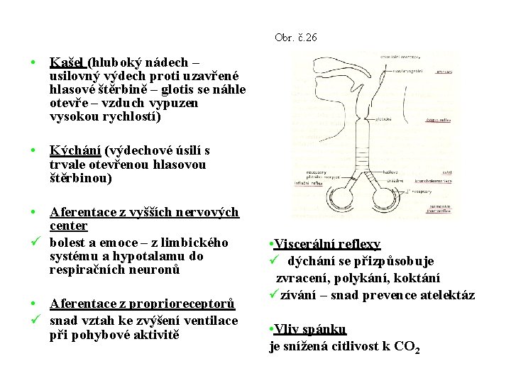 Obr. č. 26 • Kašel (hluboký nádech – usilovný výdech proti uzavřené hlasové štěrbině