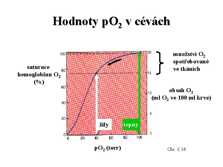 Hodnoty p. O 2 v cévách množství O 2 spotřebované ve tkáních saturace hemoglobinu