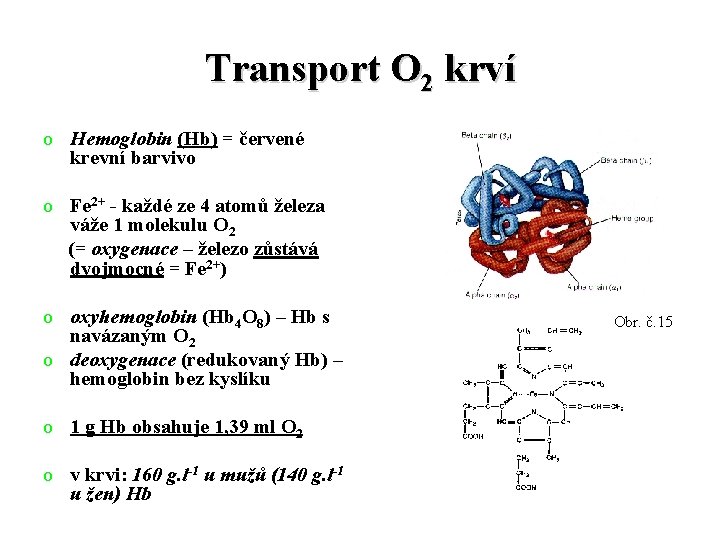 Transport O 2 krví o Hemoglobin (Hb) = červené krevní barvivo o Fe 2+