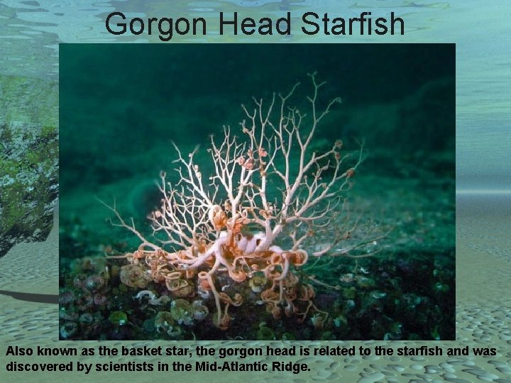 Gorgon Head Starfish Also known as the basket star, the gorgon head is related