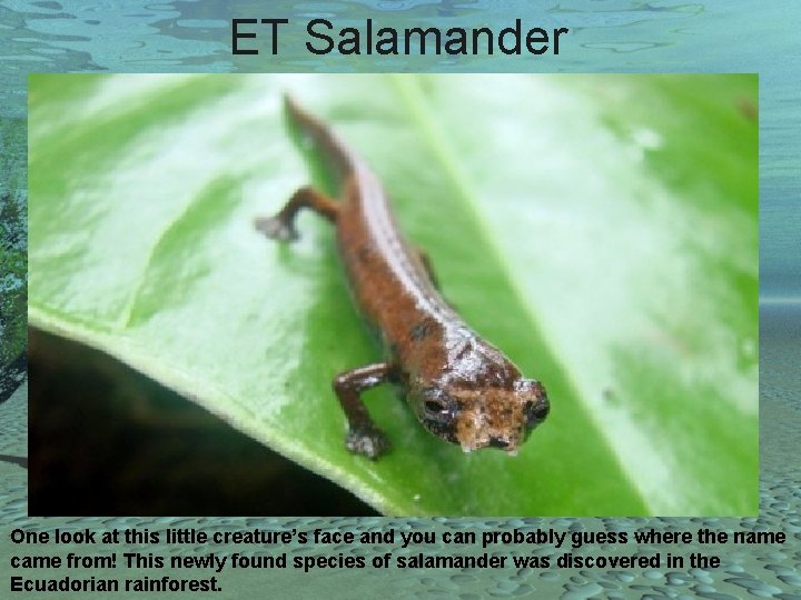 ET Salamander One look at this little creature’s face and you can probably guess