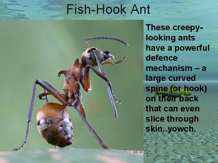 Fish-Hook Ant These creepylooking ants have a powerful defence mechanism – a large curved