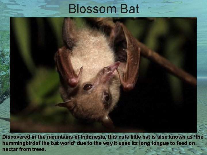 Blossom Bat Discovered in the mountains of Indonesia, this cute little bat is also