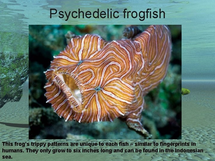Psychedelic frogfish This frog’s trippy patterns are unique to each fish – similar to