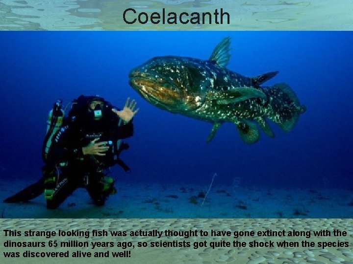 Coelacanth This strange looking fish was actually thought to have gone extinct along with
