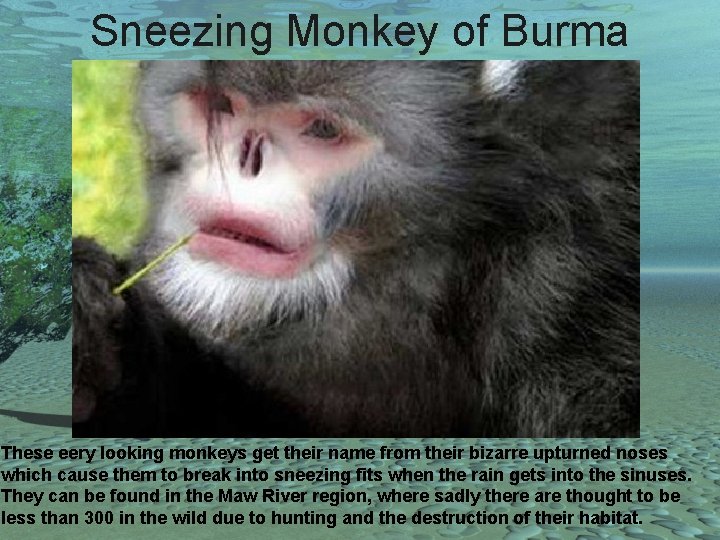 Sneezing Monkey of Burma These eery looking monkeys get their name from their bizarre