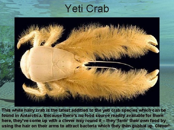 Yeti Crab This white hairy crab is the latest addition to the yeti crab
