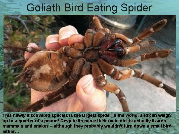 Goliath Bird Eating Spider This newly discovered species is the largest spider in the