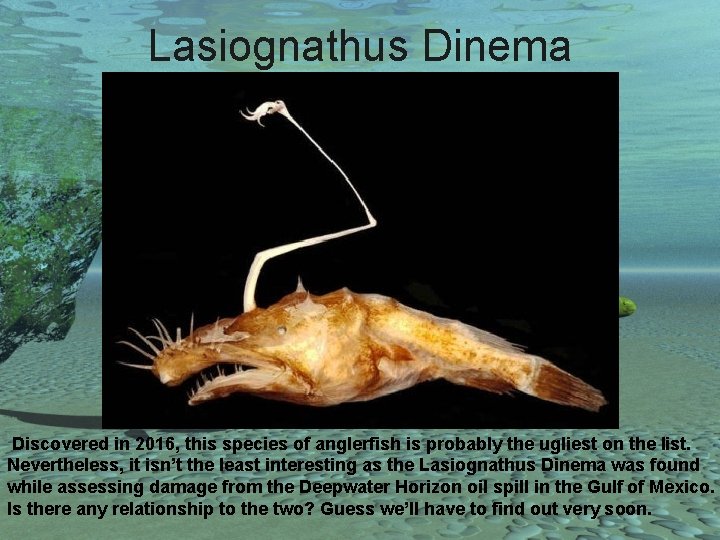 Lasiognathus Dinema Discovered in 2016, this species of anglerfish is probably the ugliest on