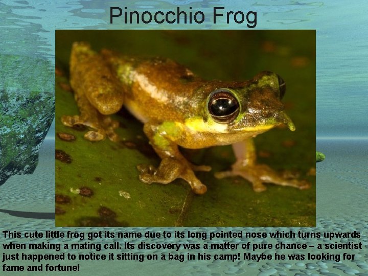 Pinocchio Frog This cute little frog got its name due to its long pointed