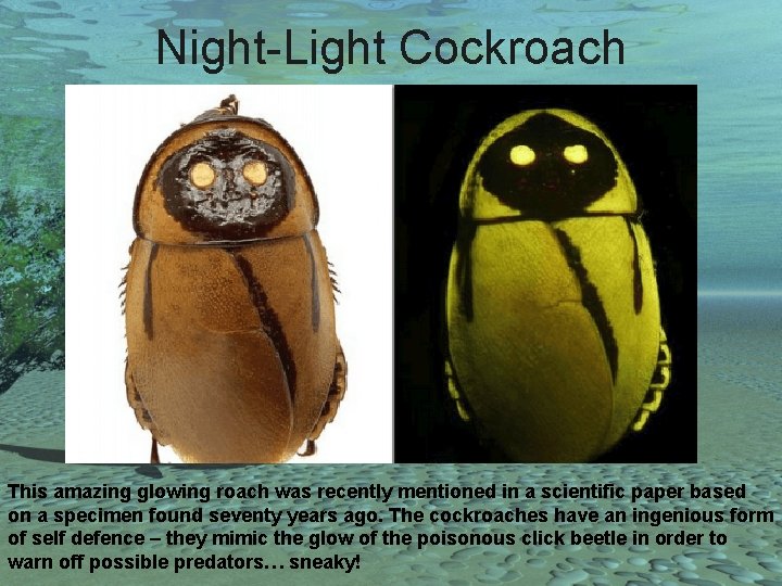 Night-Light Cockroach This amazing glowing roach was recently mentioned in a scientific paper based