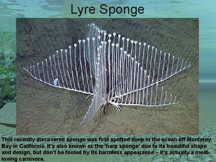Lyre Sponge This recently discovered sponge was first spotted deep in the ocean off