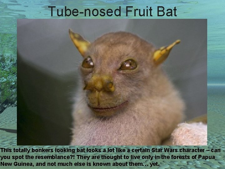 Tube-nosed Fruit Bat This totally bonkers looking bat looks a lot like a certain