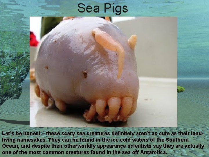 Sea Pigs Let’s be honest – these scary sea creatures definitely aren’t as cute