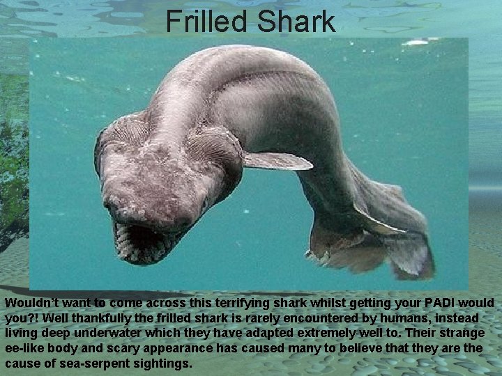 Frilled Shark Wouldn’t want to come across this terrifying shark whilst getting your PADI