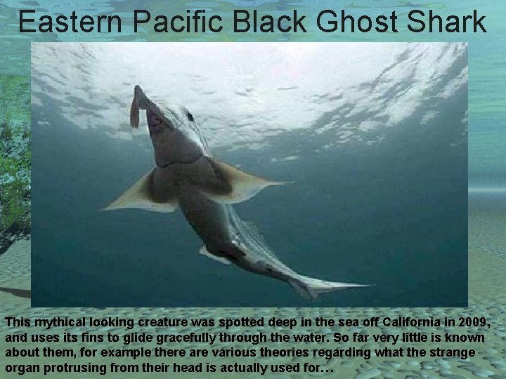 Eastern Pacific Black Ghost Shark This mythical looking creature was spotted deep in the