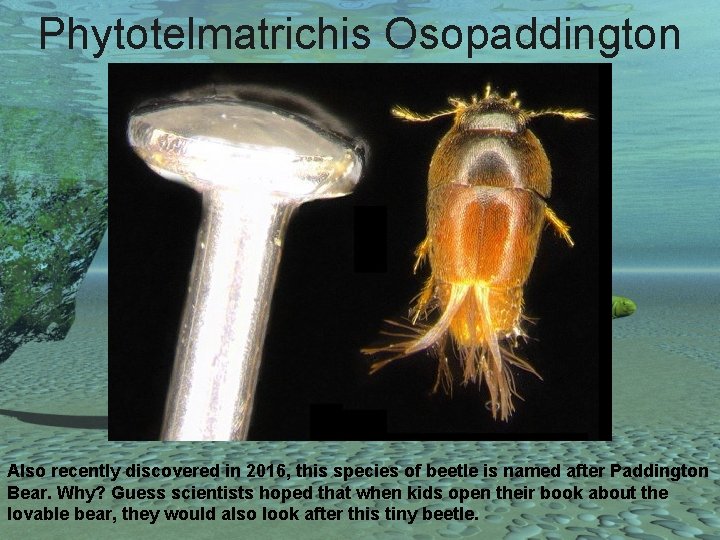 Phytotelmatrichis Osopaddington Also recently discovered in 2016, this species of beetle is named after