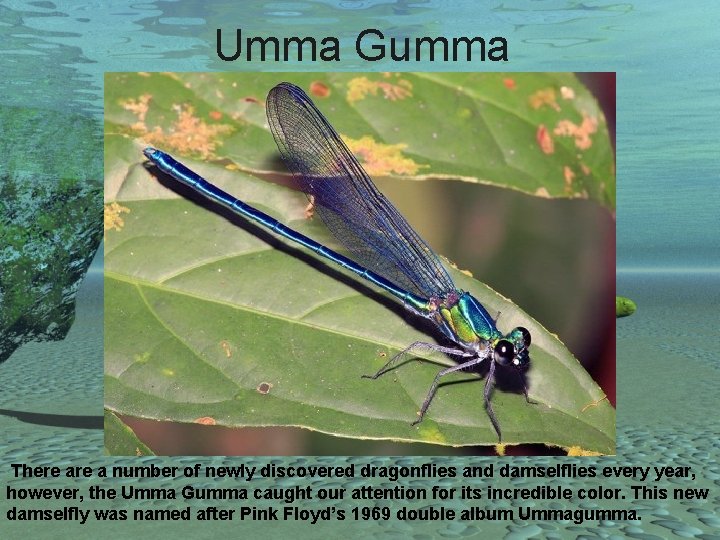 Umma Gumma There a number of newly discovered dragonflies and damselflies every year, however,