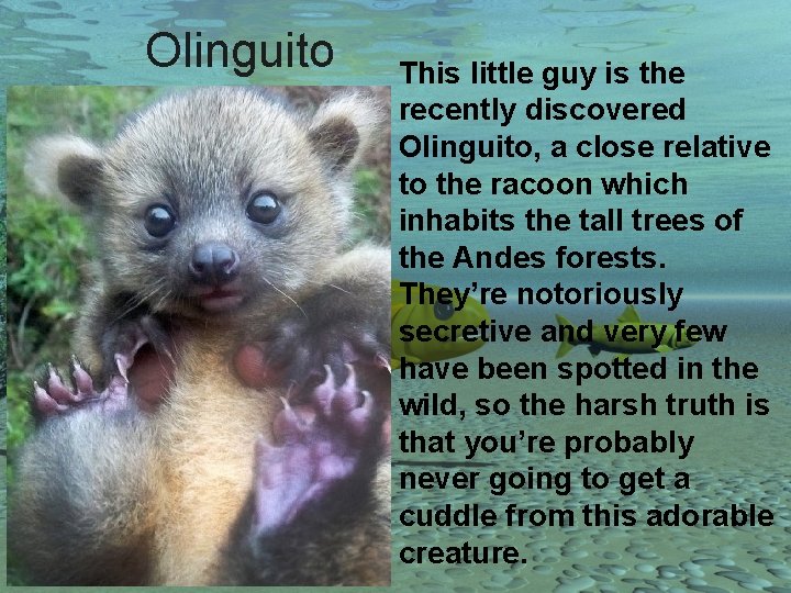 Olinguito This little guy is the recently discovered Olinguito, a close relative to the