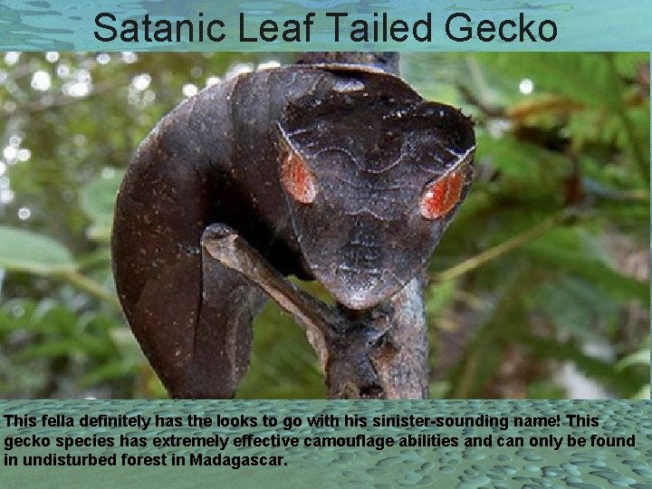 Satanic Leaf Tailed Gecko This fella definitely has the looks to go with his