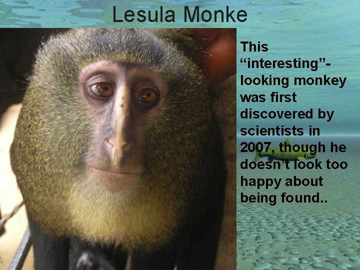 Lesula Monke This “interesting”looking monkey was first discovered by scientists in 2007, though he