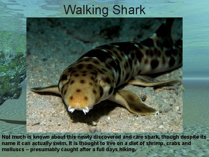 Walking Shark Not much is known about this newly discovered and rare shark, though