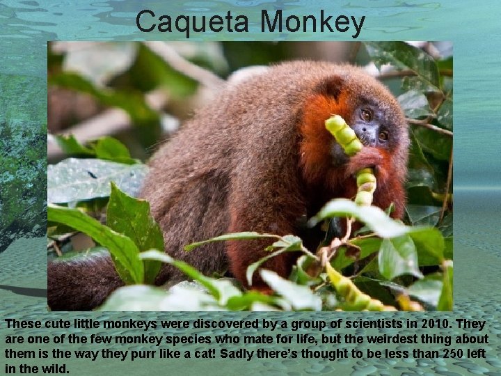 Caqueta Monkey These cute little monkeys were discovered by a group of scientists in