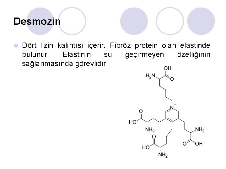 Desmozin l Dört lizin kalıntısı içerir. Fibröz protein olan elastinde bulunur. Elastinin su geçirmeyen