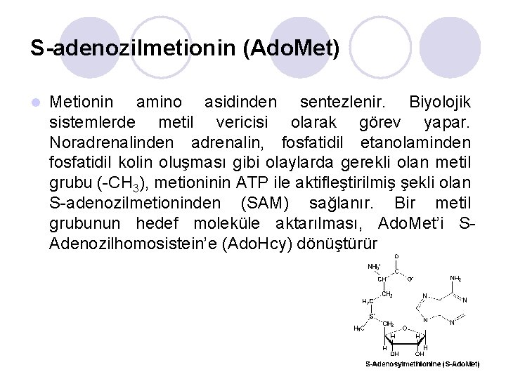 S-adenozilmetionin (Ado. Met) l Metionin amino asidinden sentezlenir. Biyolojik sistemlerde metil vericisi olarak görev