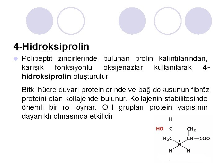 4 -Hidroksiprolin l Polipeptit zincirlerinde bulunan prolin kalıntılarından, karışık fonksiyonlu oksijenazlar kullanılarak 4 hidroksiprolin