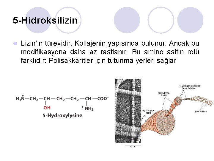 5 -Hidroksilizin l Lizin’in türevidir. Kollajenin yapısında bulunur. Ancak bu modifikasyona daha az rastlanır.