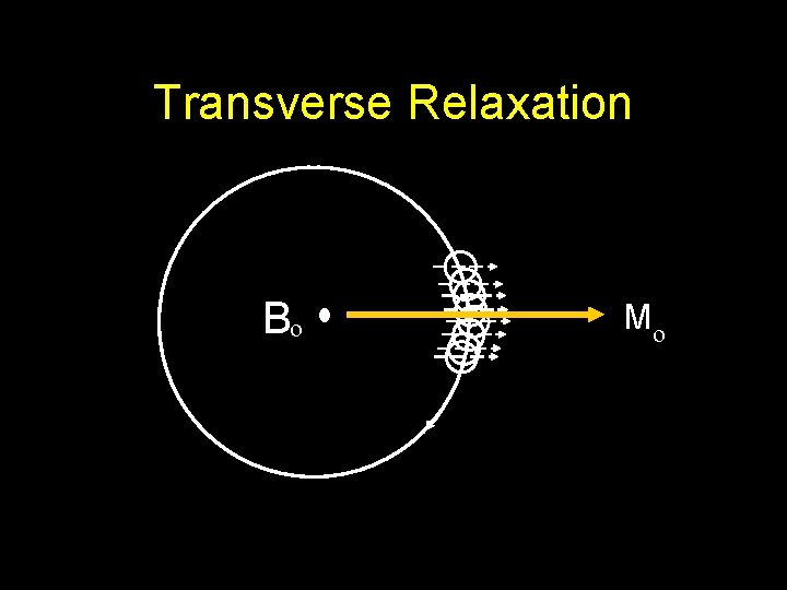 Transverse Relaxation Bo Mo 