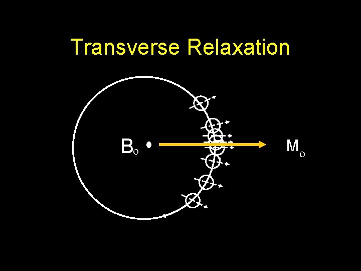 Transverse Relaxation Bo Mo 