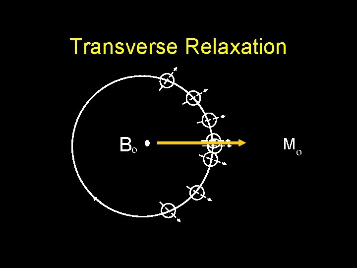 Transverse Relaxation Bo Mo 