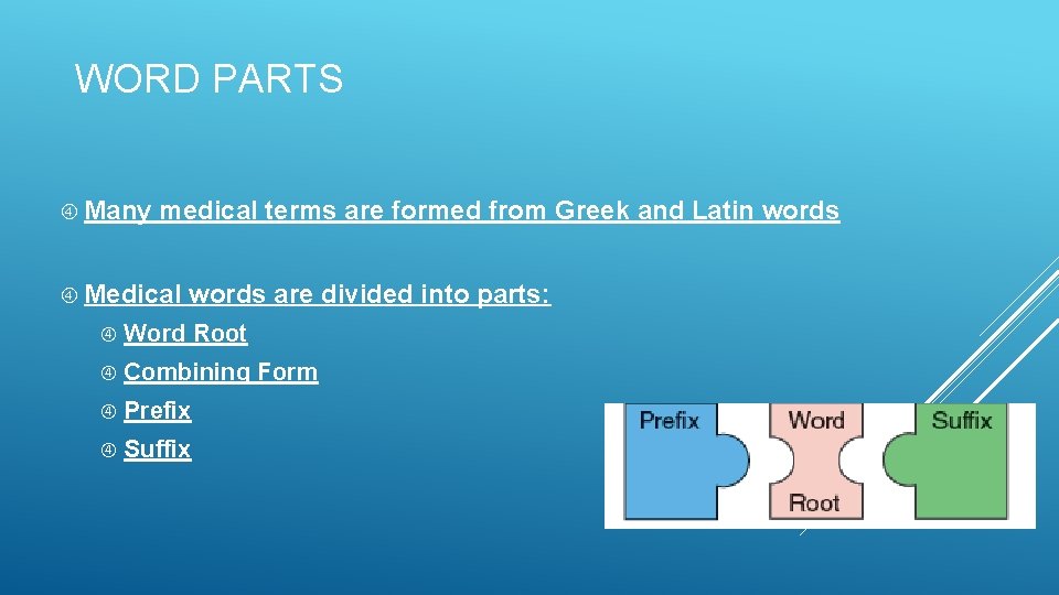 WORD PARTS Many medical terms are formed from Greek and Latin words Medical words