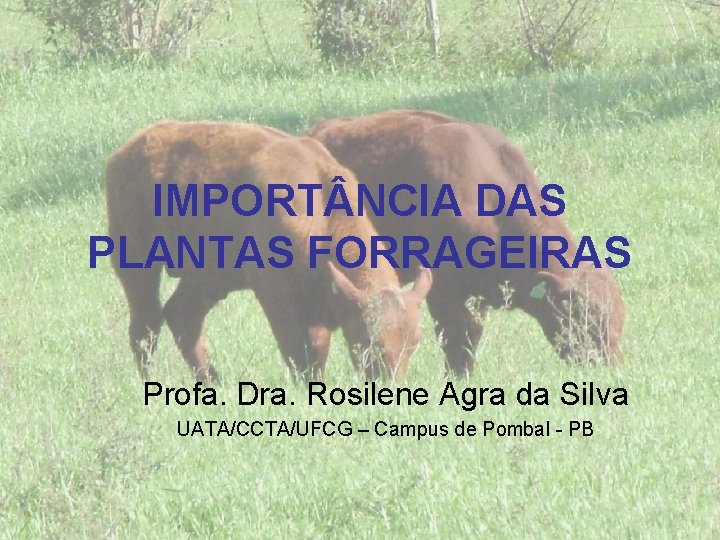 IMPORT NCIA DAS PLANTAS FORRAGEIRAS Profa. Dra. Rosilene Agra da Silva UATA/CCTA/UFCG – Campus
