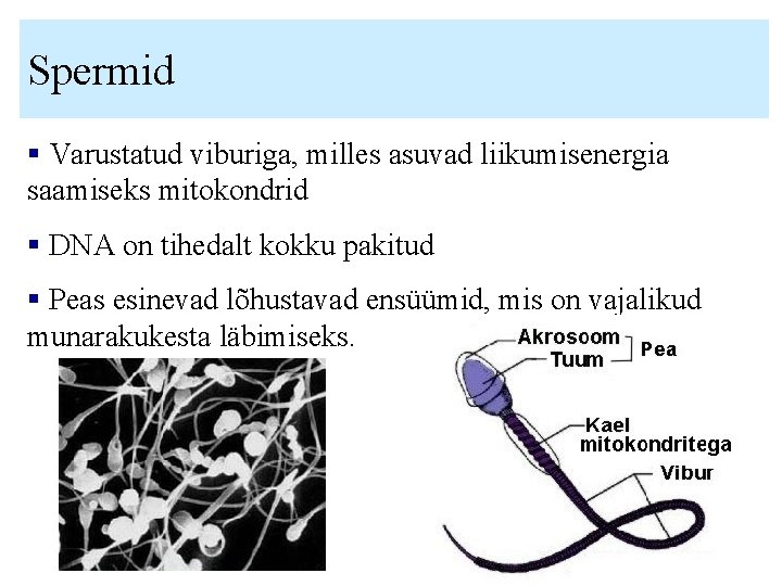 Spermid § Varustatud viburiga, milles asuvad liikumisenergia saamiseks mitokondrid § DNA on tihedalt kokku