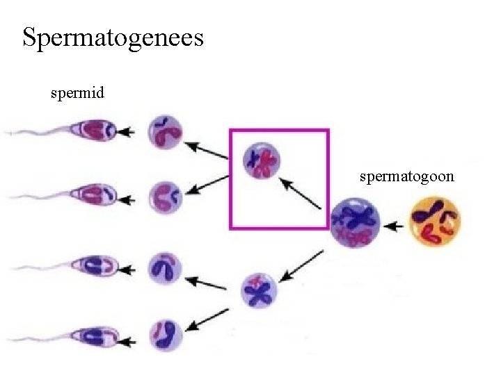 Spermatogenees spermid spermatogoon 