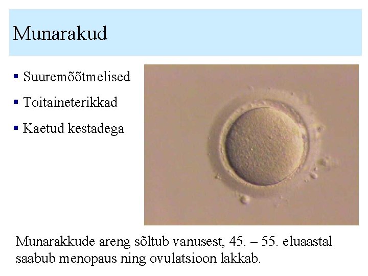 Munarakud § Suuremõõtmelised § Toitaineterikkad § Kaetud kestadega Munarakkude areng sõltub vanusest, 45. –