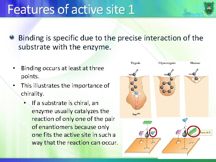 Features of active site 1 Binding is specific due to the precise interaction of