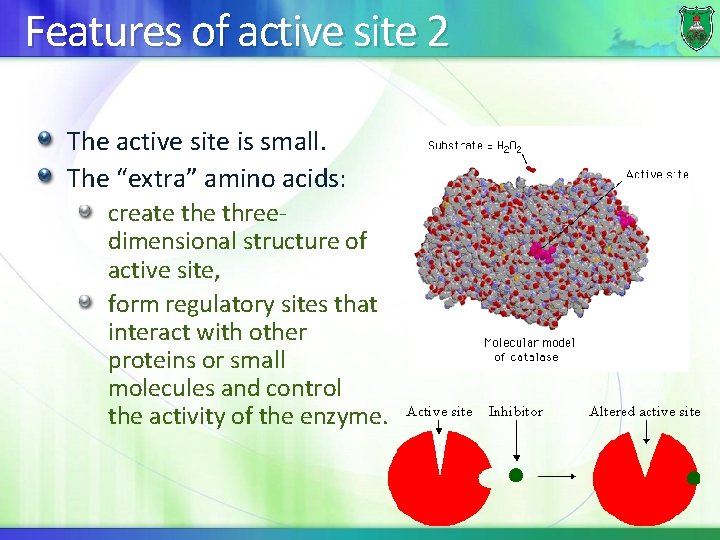 Features of active site 2 The active site is small. The “extra” amino acids: