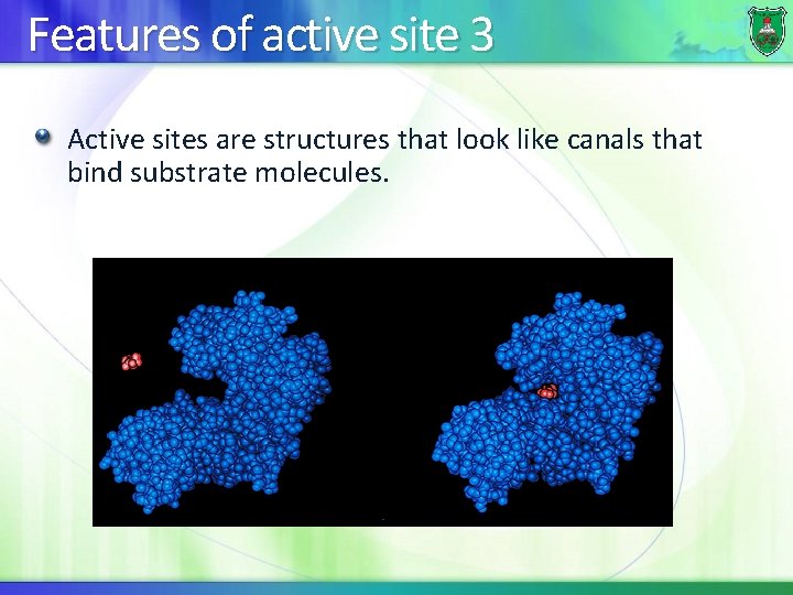 Features of active site 3 Active sites are structures that look like canals that